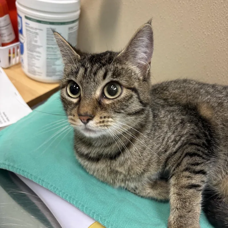 An adult medium-sized female Brown / Chocolate Domestic Short Hair cat named Unknown for adoption in Tacoma, WA