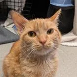An adult small-sized female Orange & White Domestic Short Hair cat named Juno for adoption in Hilliard, OH