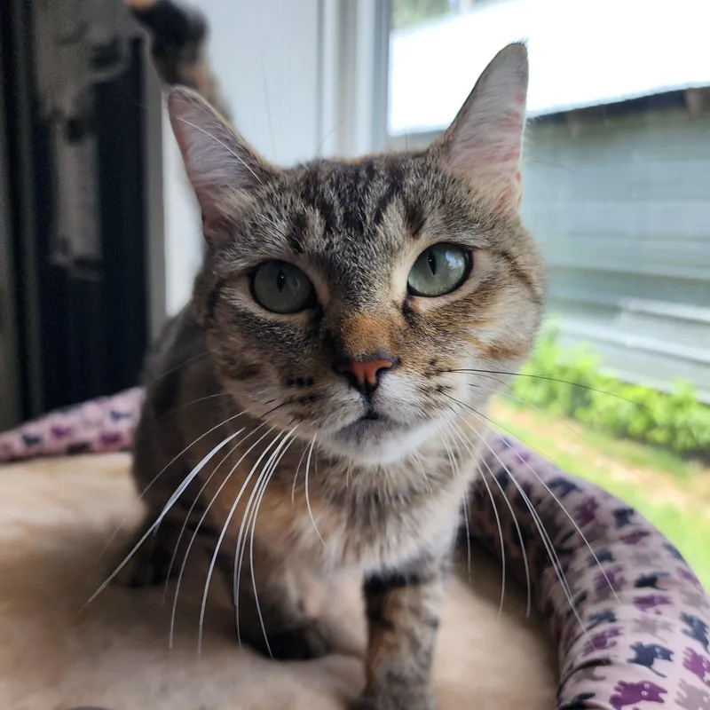 An adult medium-sized female Tabby (Buff / Tan / Fawn) Domestic Short Hair cat named Maeve for adoption in Ely, MN
