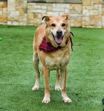 An adult large-sized male Labrador Retriever dog named Ace for adoption in North Richland Hills, TX
