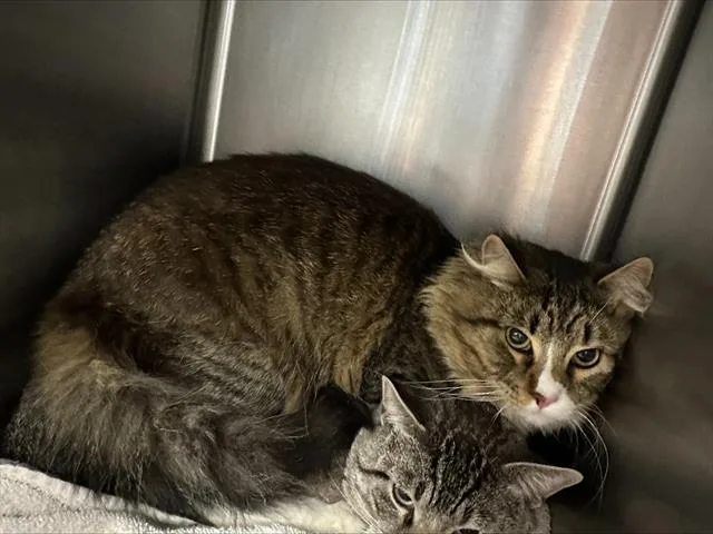 A young medium-sized male Domestic Medium Hair cat named Nopalito for adoption in Santa Cruz, CA