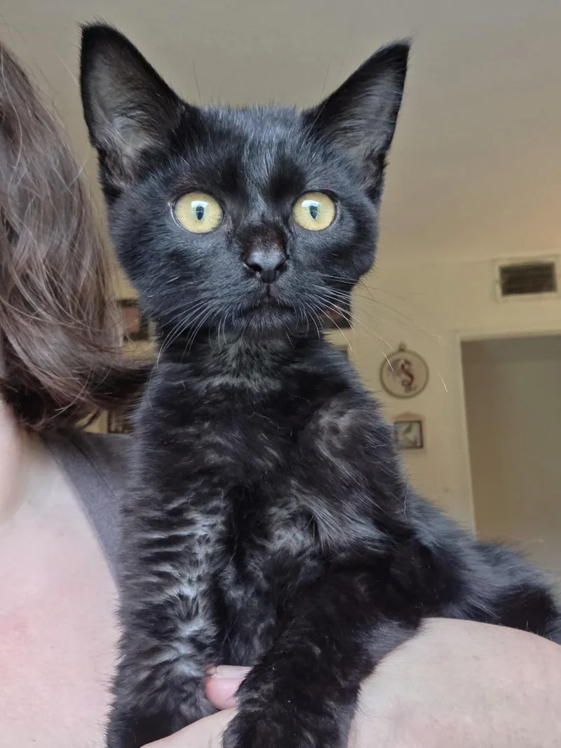 A baby medium-sized male Black Domestic Short Hair cat named Vesper for adoption in Johnson City, TN