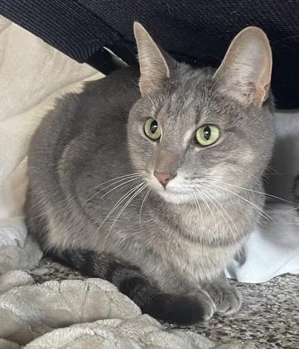 An adult small-sized female Domestic Short Hair cat named Rose for adoption in Westland, MI