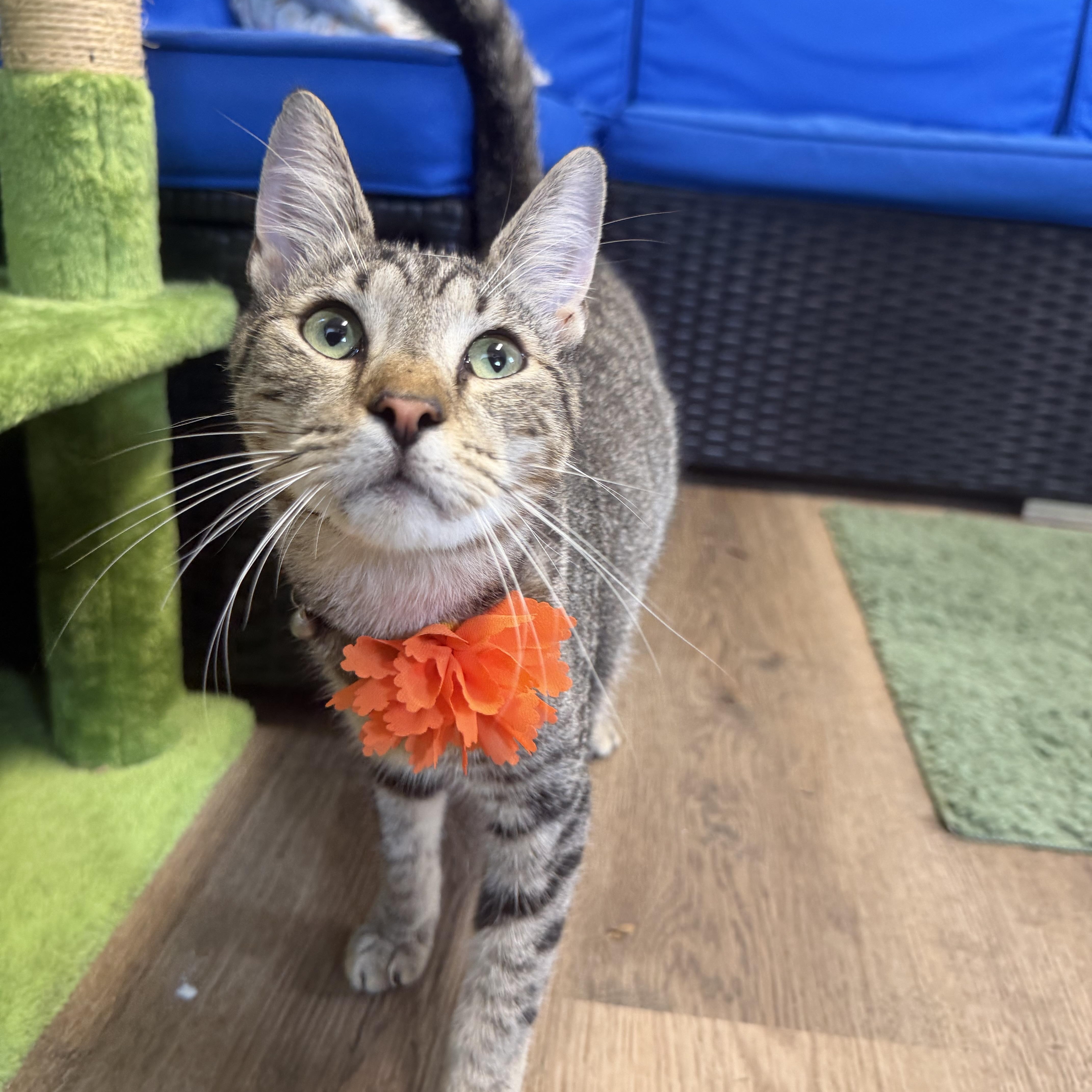 A young medium-sized male Tabby (Gray / Blue / Silver) Domestic Short Hair cat named Astro for adoption in Plant City, FL