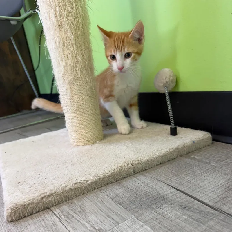A baby small-sized male Orange / Red Domestic Short Hair cat named Porky Pig for adoption in Ottawa, KS