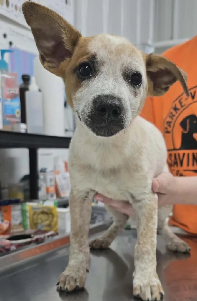 A baby small-sized male Cattle Dog dog named Jack for adoption in Hillsdale, IN
