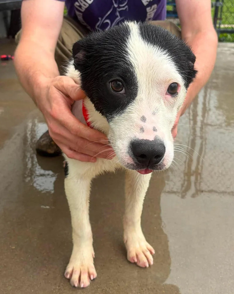 A young medium-sized female Terrier dog named Stitch for adoption in Knoxville, IA