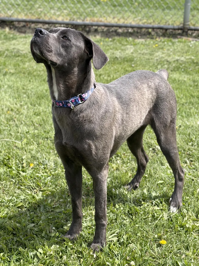 A young large-sized female Mastiff dog named Williamette for adoption in Jefferson, WI