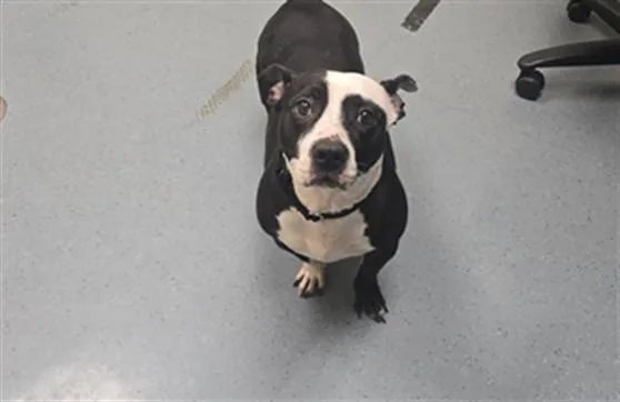 An adult medium-sized female Basset Hound dog named Francesca for adoption in Denver, CO