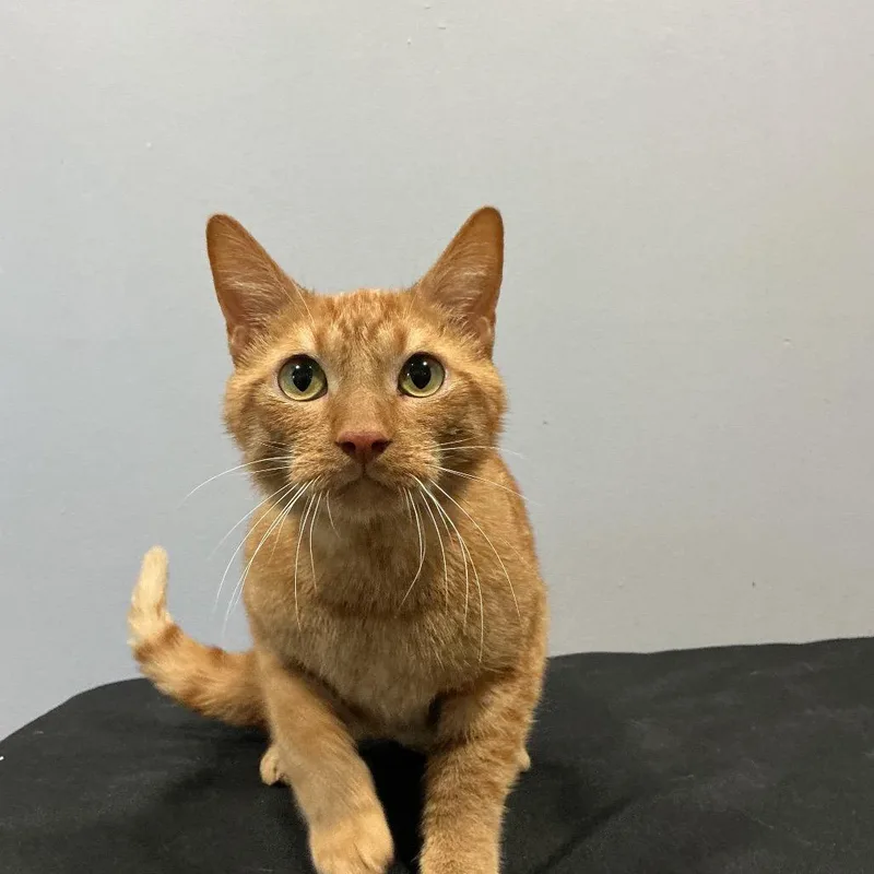 An adult medium-sized male Domestic Short Hair cat named Cheddar Bay Biscuit for adoption in Cabot, AR