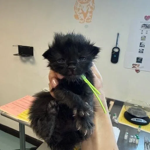 A baby small-sized female Black Domestic Short Hair cat named Venamoose for adoption in Austin, TX