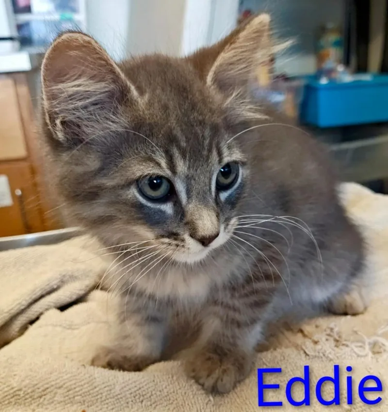 Eddie
