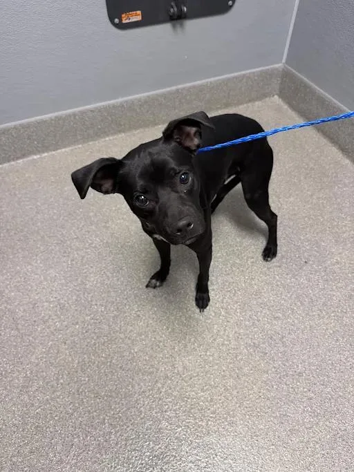 A young small-sized male Chihuahua dog named Blaze for adoption in Las Vegas, NV