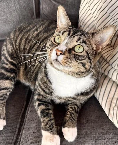 An adult medium-sized male Tabby cat named Pesto and Angus for adoption in Palmyra, VA