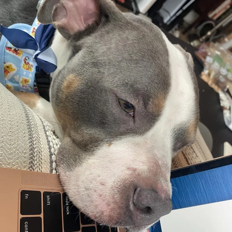 An adult medium-sized female Gray / Blue / Silver Pit Bull Terrier dog named Princess Dog for adoption in Philadelphia, PA