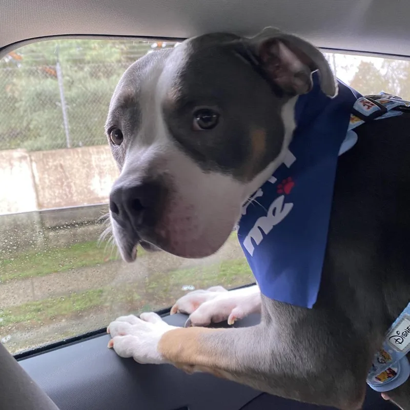 Princess Dog thumbnail 2