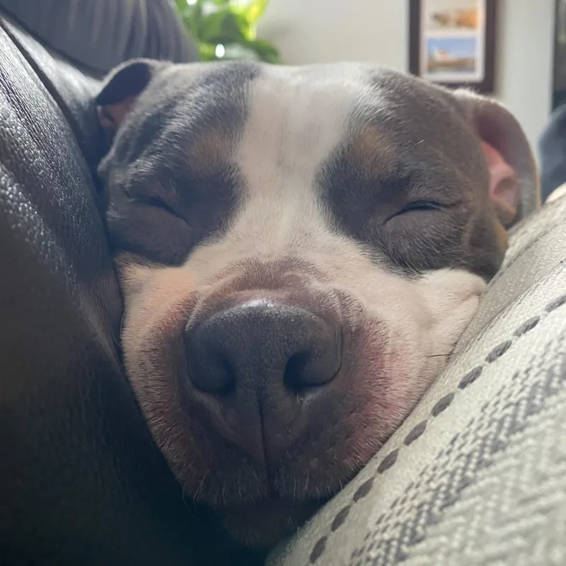 Princess Dog thumbnail 3