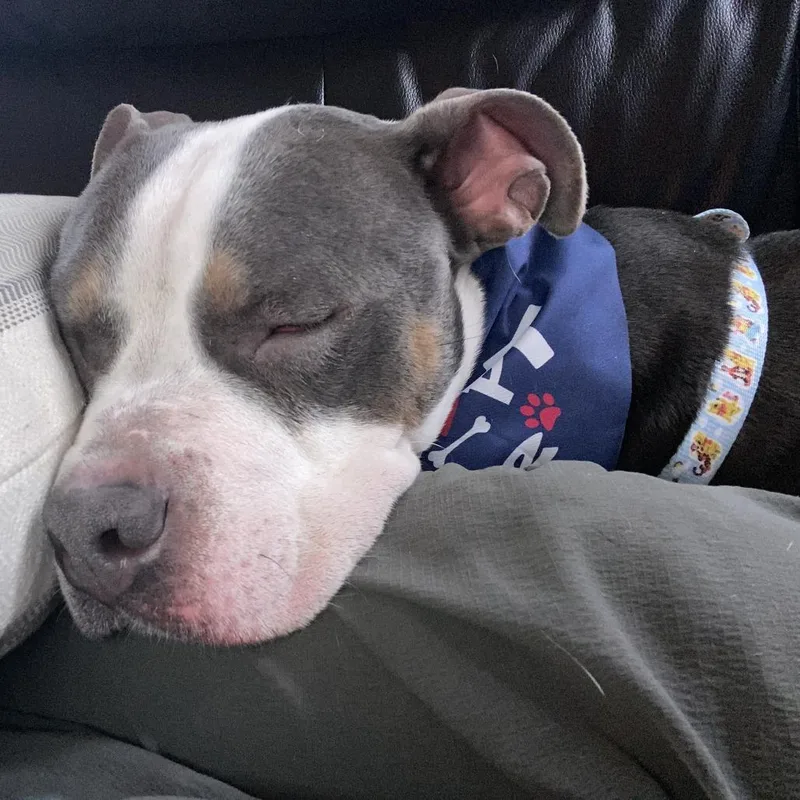 Princess Dog thumbnail 4