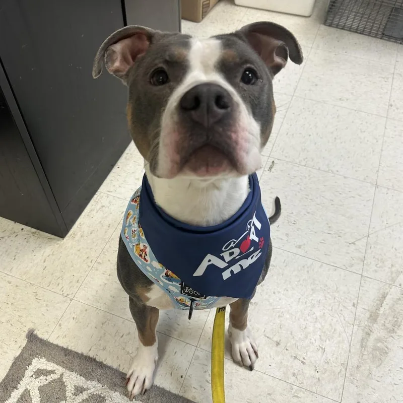 Princess Dog thumbnail 5