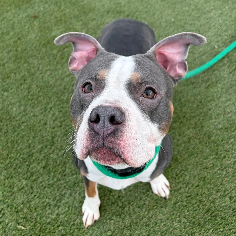 Princess Dog thumbnail 6