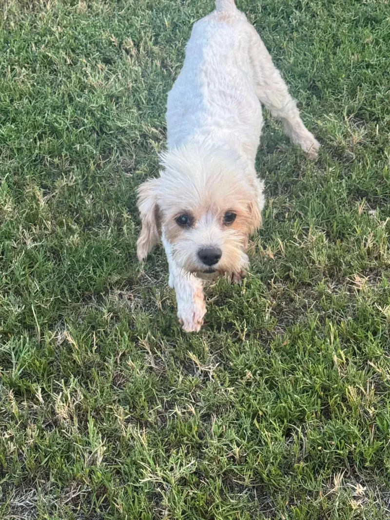 An adult small-sized male Yellow / Tan / Blond / Fawn Yorkie Poo dog named Chance for adoption in Garland, TX