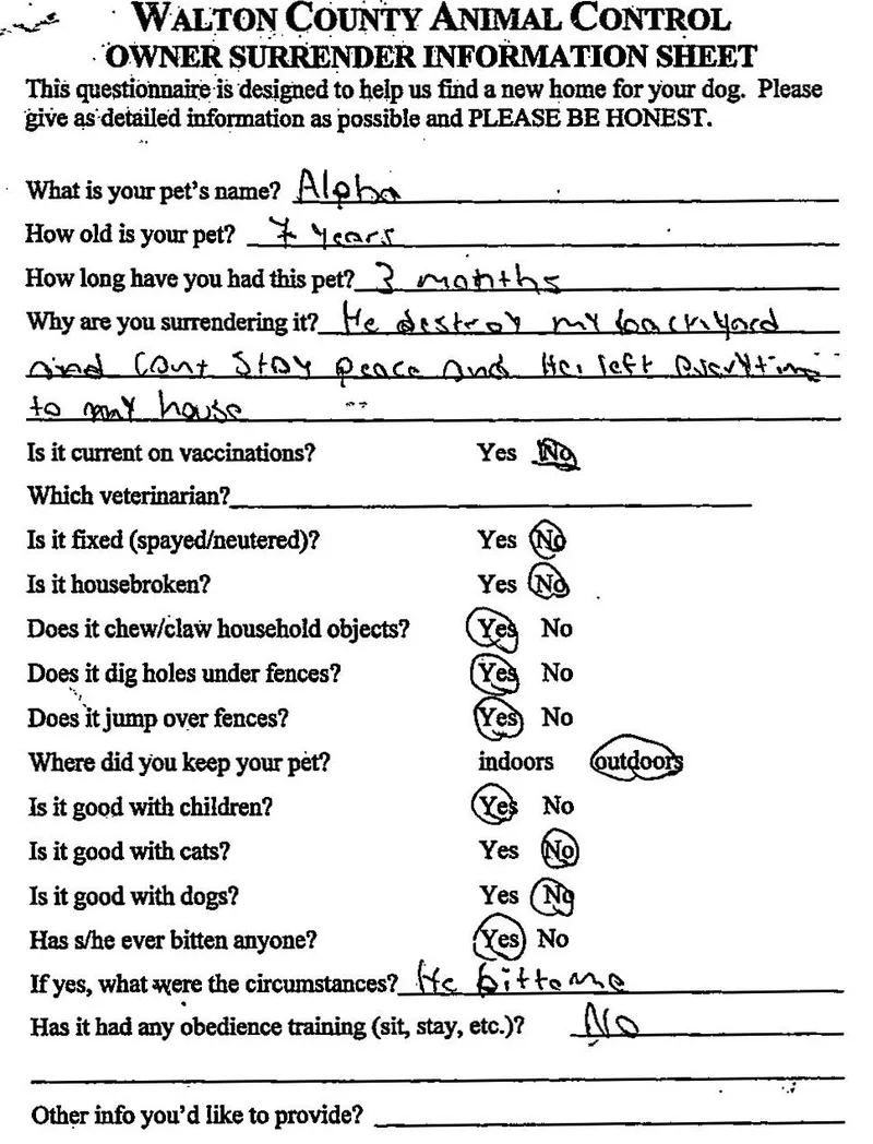 An adult large-sized male Black Siberian Husky dog named Alpha for adoption in Monroe, GA
