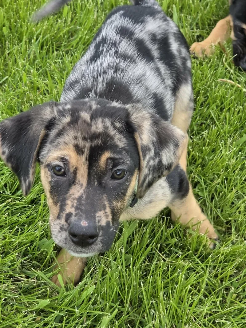 A baby large-sized male Hound dog named Bruno for adoption in McHenry, IL