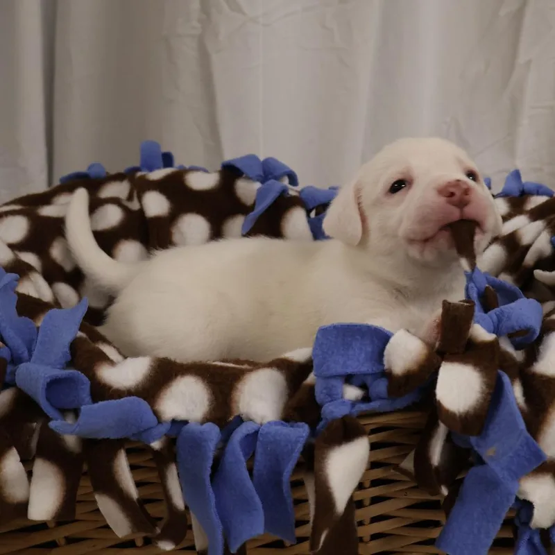 A baby medium-sized male White / Cream Mixed Breed dog named Beebe for adoption in Saint Charles, MO
