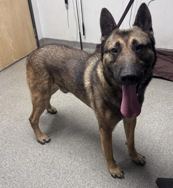 An adult large-sized male German Shepherd Dog dog named Kong for adoption in Escondido, CA