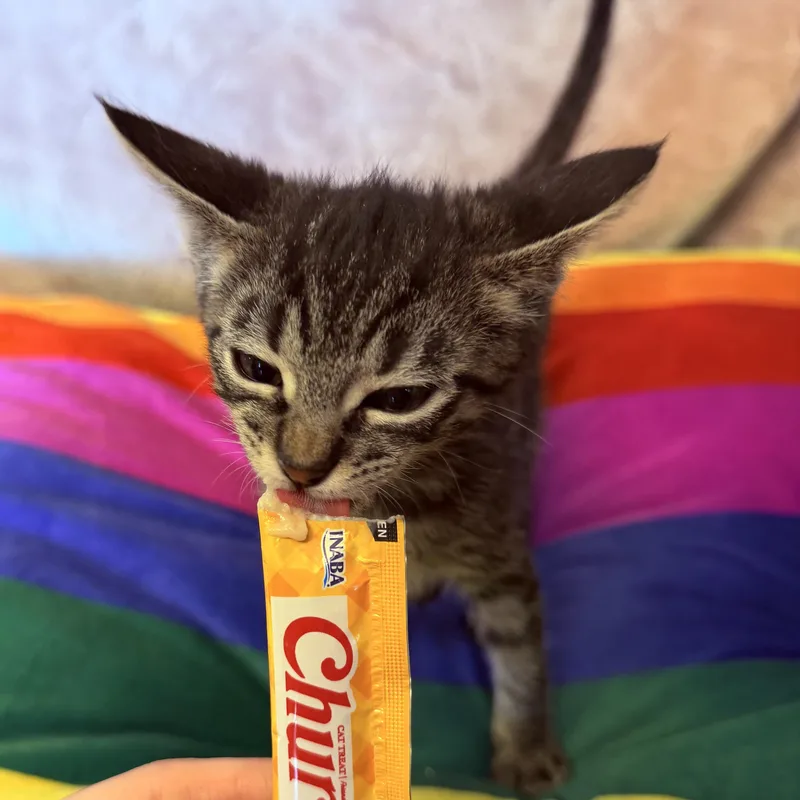 A baby medium-sized female Tabby (Brown / Chocolate) Domestic Short Hair cat named Puddle for adoption in Tampa, FL