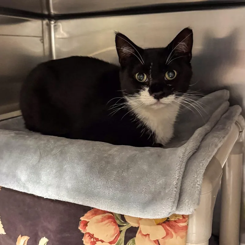 An adult medium-sized female Black Domestic Short Hair cat named Yosemite for adoption in Kennebunk, ME