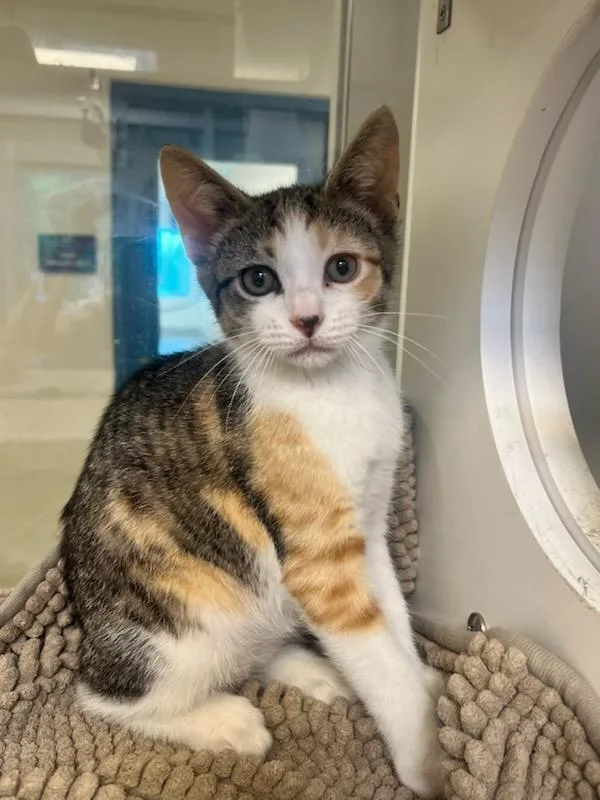 A baby small-sized female Domestic Short Hair cat named Freedom for adoption in Manassas, VA