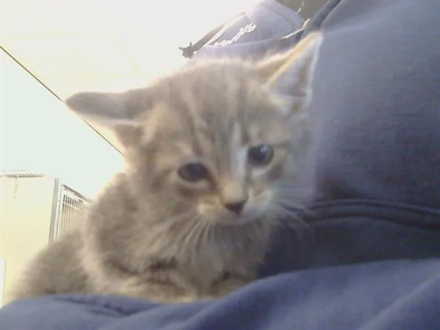 A baby small-sized female Domestic Short Hair cat named Ramona for adoption in Sacramento, CA