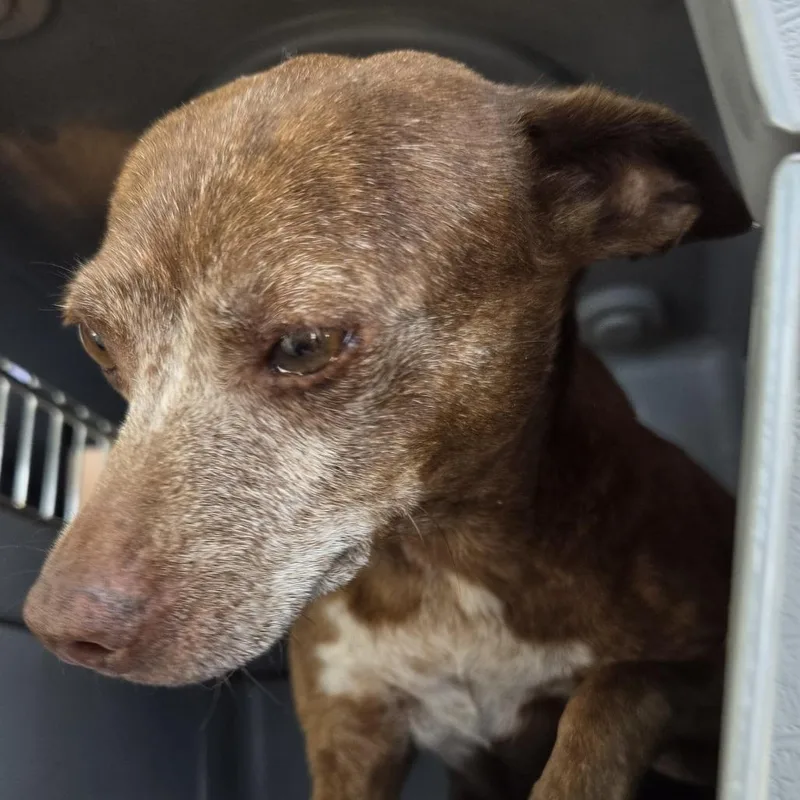 An adult small-sized female Brown / Chocolate Mixed Breed dog named Barbie for adoption in Leander, TX