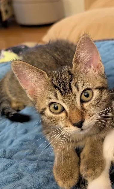 A baby small-sized female Domestic Short Hair cat named Cheerios for adoption in Saint Paul, MN