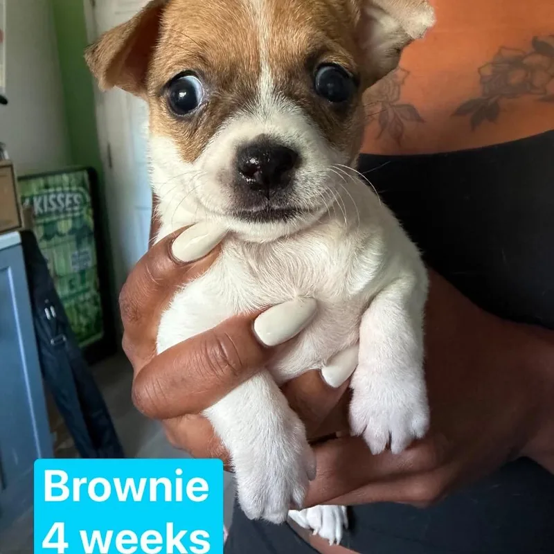 Brownie