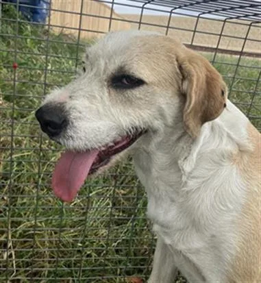 A young medium-sized female Mixed Breed dog named Julie for adoption in Dallas, TX