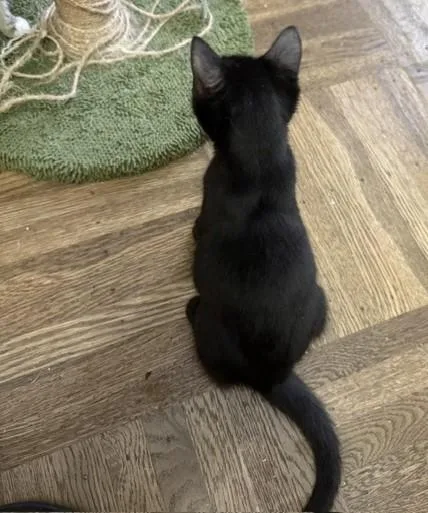 A baby small-sized male Domestic Short Hair cat named Buck for adoption in Sacramento, CA