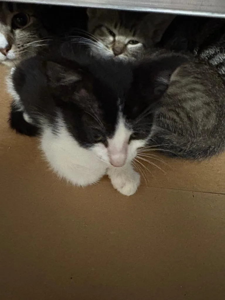 A baby medium-sized male Tabby cat named Larva for adoption in Nacogdoches, TX