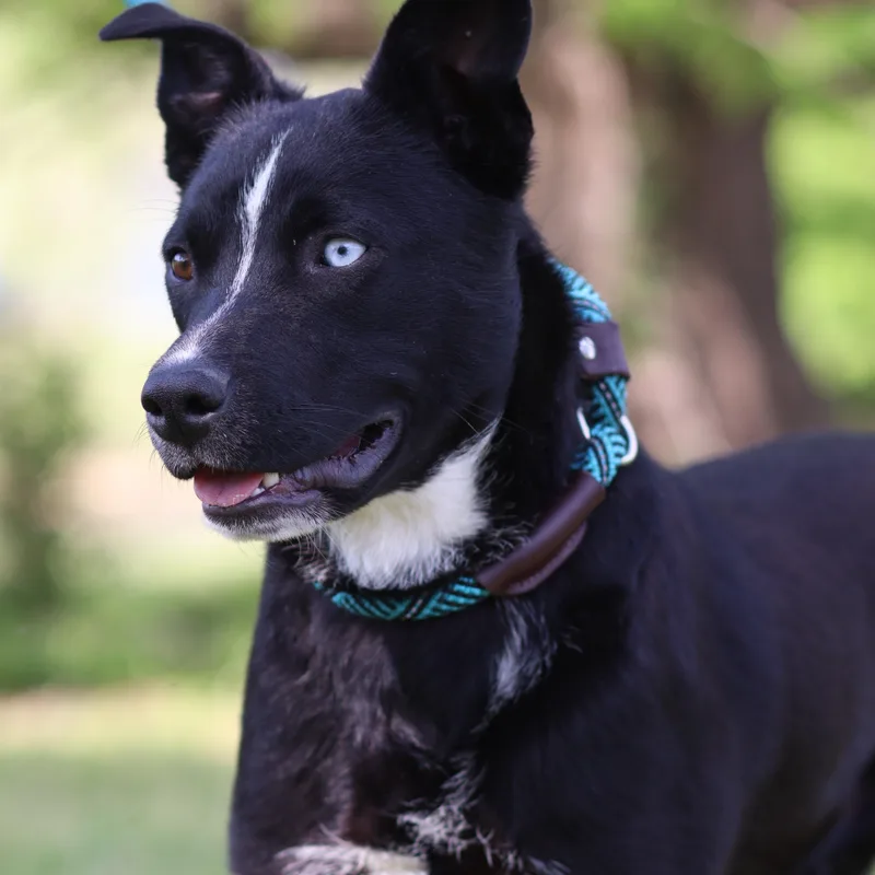 A young medium-sized male Black Mixed Breed dog named Sox for adoption in Collierville, TN