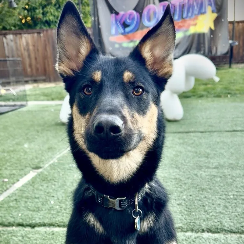 A young medium-sized male Black Shepherd dog named Hunter for adoption in San Francisco, CA