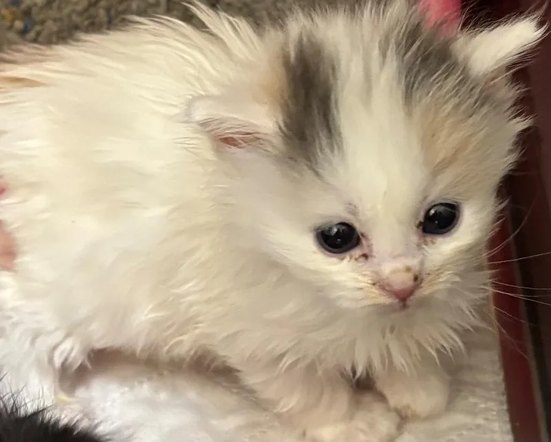 A baby small-sized female Domestic Long Hair cat named Cotton for adoption in Elizabethton, TN