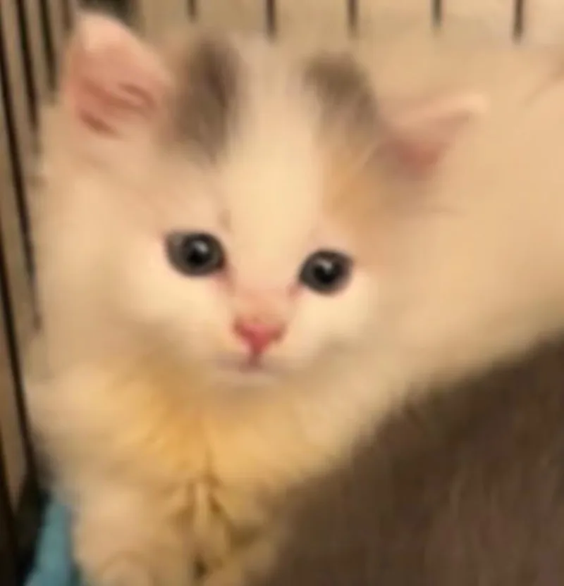 Cotton thumbnail 2