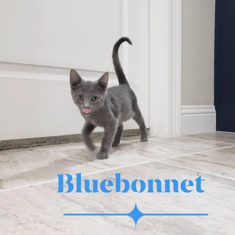 A baby medium-sized male Gray / Blue / Silver American Shorthair cat named Bluebonnet for adoption in Richardson, TX