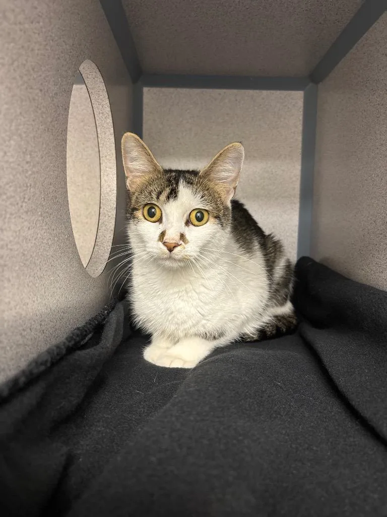 A young medium-sized female Domestic Short Hair cat named Libby Lu for adoption in Liverpool, NY