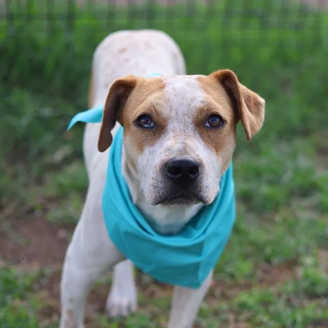 A young medium-sized female American Staffordshire Terrier dog named Butternut for adoption in San Antonio, TX