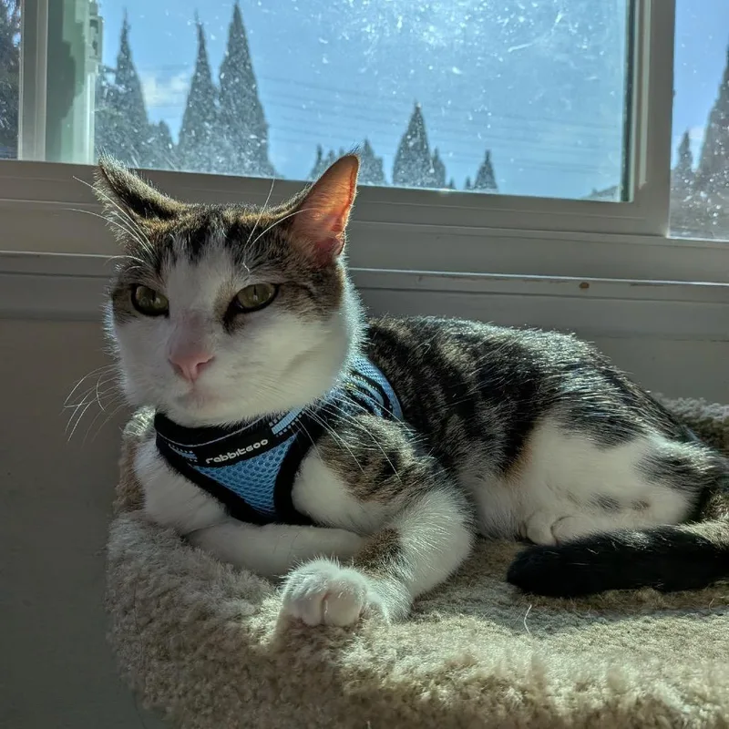 First Gentleman thumbnail 3