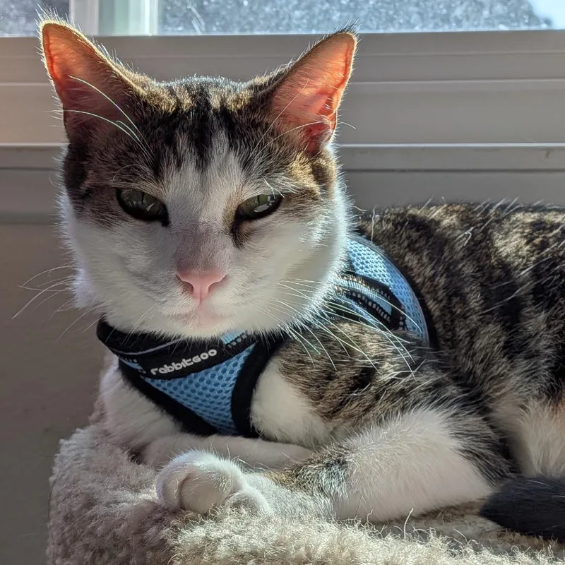 First Gentleman thumbnail 5