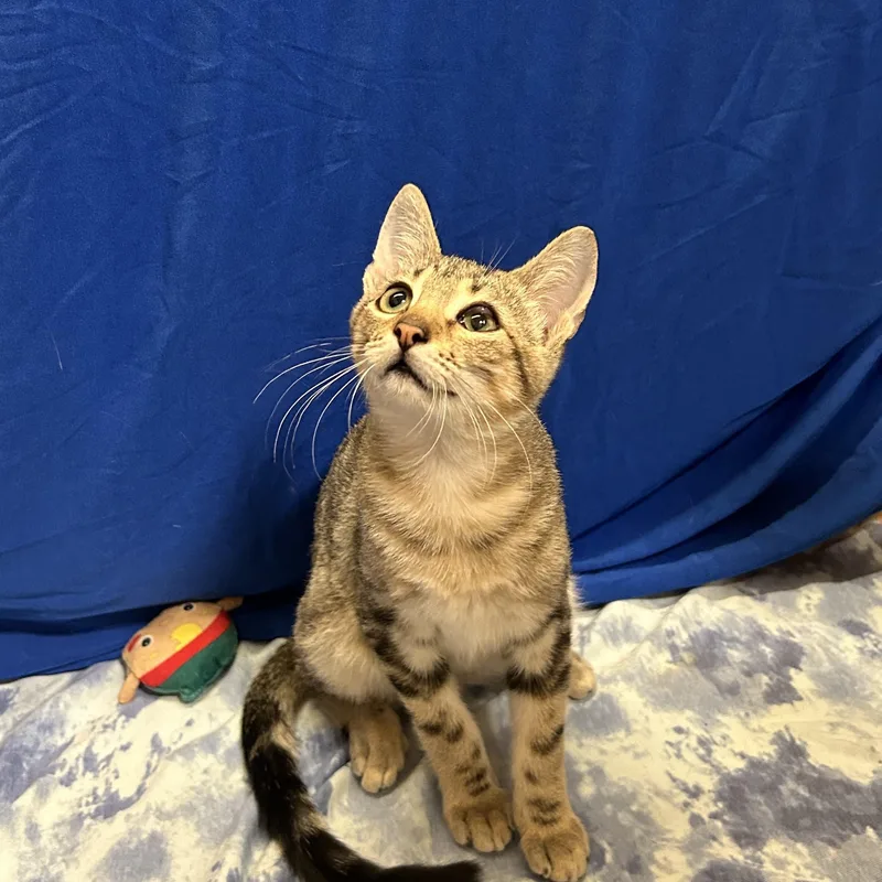 A baby medium-sized male Gray / Blue / Silver Domestic Short Hair cat named Miso for adoption in Spring Branch, TX