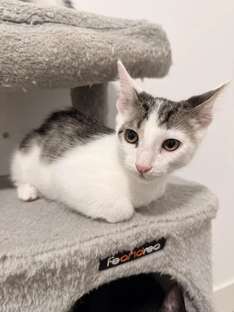 A baby medium-sized male Gray & White Domestic Short Hair cat named Max for adoption in Las Vegas, NV